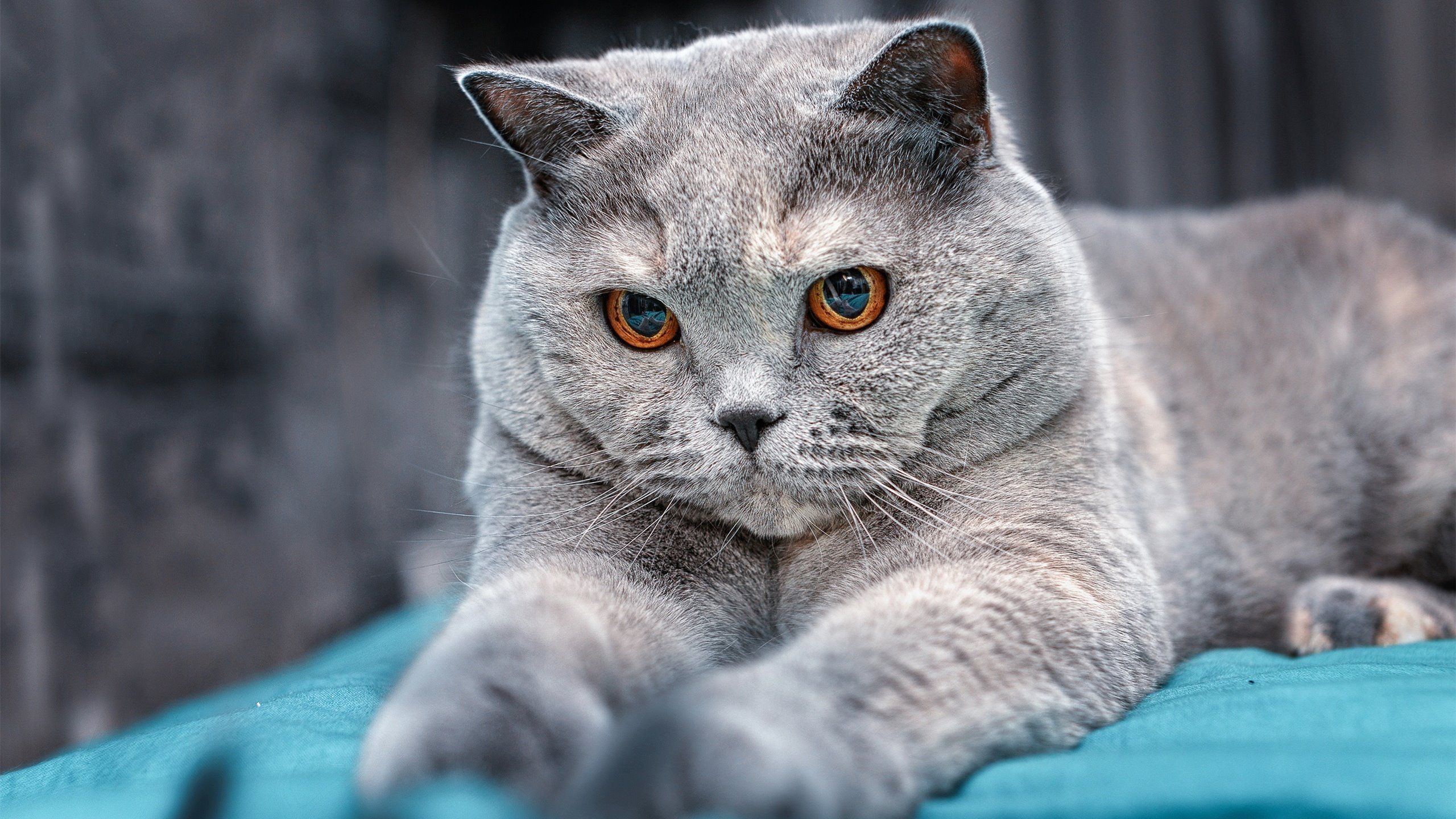 IM体育官网-世界排名争夺战之夜，恩比德完成自我救赎