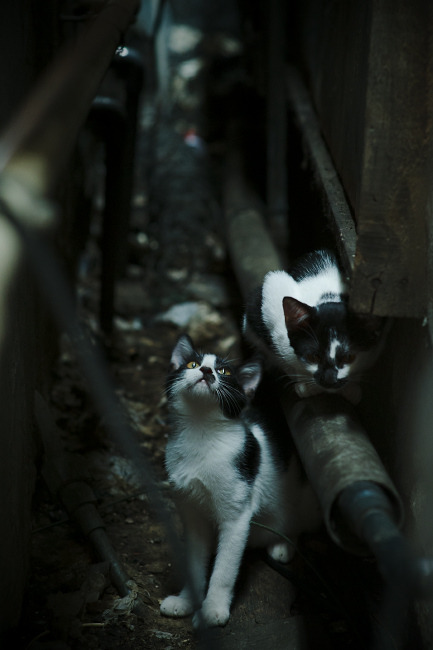 舞台越大越强，字母哥的统治力与雄鹿对辽宁的战术压制